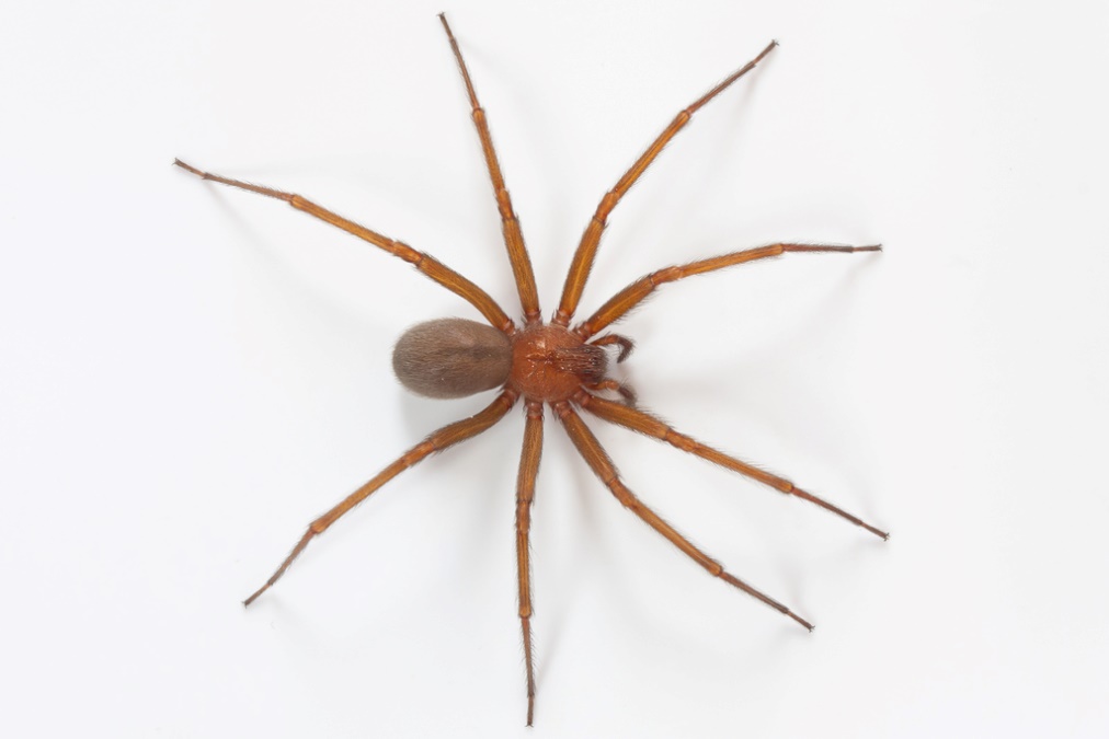 Chilean Recluse Spider